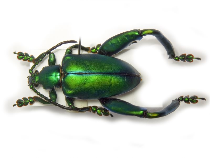 Sagra longicollis Lacordaire, 1845